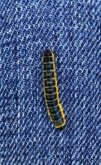 Macremphytus tarsatus