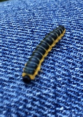 Macremphytus tarsatus