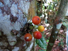 Ficus leptoclada