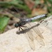 Giant Skimmer - Photo (c) Phil Benstead, some rights reserved (CC BY-NC), uploaded by Phil Benstead