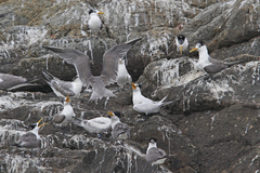 Thalasseus bernsteini