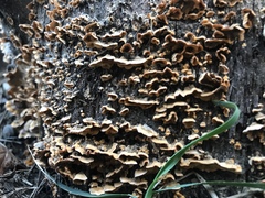 Fungi