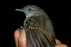 Epinecrophylla fulviventris