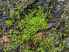 Pseudocrossidium revolutum