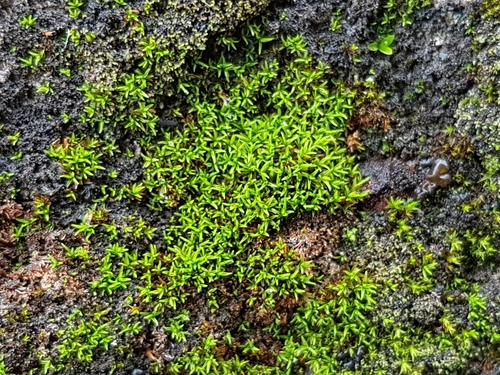 Image of Pseudocrossidium revolutum by (c) George Greiff, some rights reserved (CC BY)