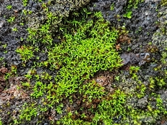 Pseudocrossidium revolutum