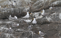 Thalasseus bernsteini
