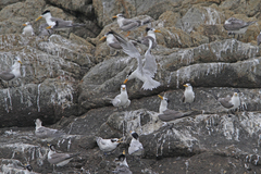 Thalasseus bernsteini
