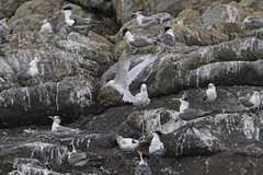 Thalasseus bernsteini