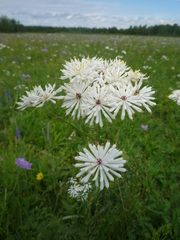 Thalictrum petaloideum
