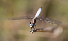 Orthetrum azureum