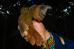 Glyphorynchus spirurus