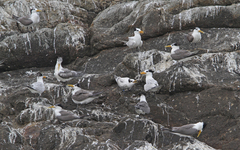 Thalasseus bernsteini
