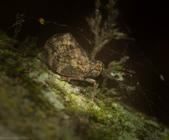 Cotylana angustifrons