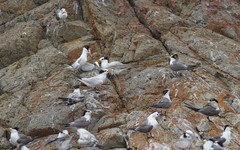 Thalasseus bernsteini