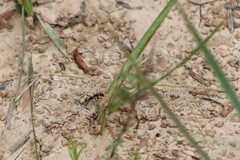 Camponotus rosariensis