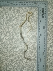 Psammophis angolensis