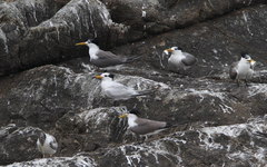 Thalasseus bernsteini