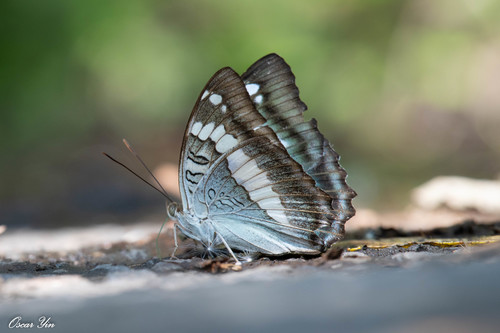 Euthalia formosana