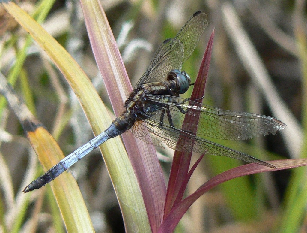 Orthetrum borneense