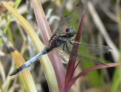 Orthetrum borneense