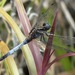Orthetrum borneense - Photo (c) Phil Benstead, some rights reserved (CC BY-NC), uploaded by Phil Benstead