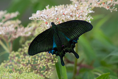 Papilio hopponis