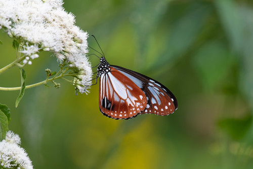 Chestnut Tiger