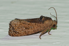 Cryptophlebia ombrodelta