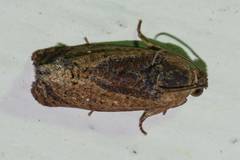 Cryptophlebia ombrodelta