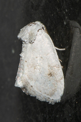Niphopyralis