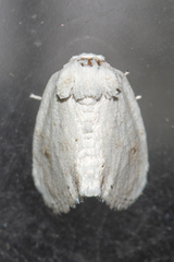 Niphopyralis