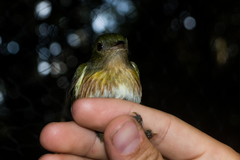 Machaeropterus striolatus