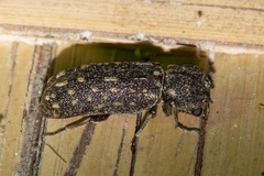 Lichenophanes carinipennis