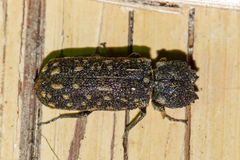 Lichenophanes carinipennis