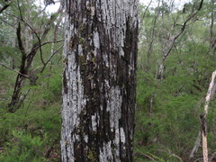 Callitris macleayana