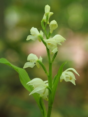 Cephalanthera erecta