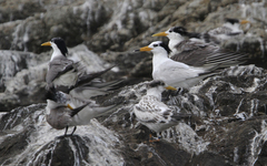 Thalasseus bernsteini
