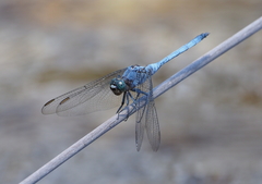 Orthetrum boumiera