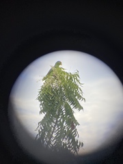 Amazona ochrocephala