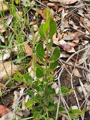 Acacia hispidula