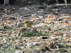 Motacilla tschutschensis