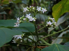 Clerodendrum tracyanum