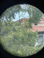 Amazona ochrocephala