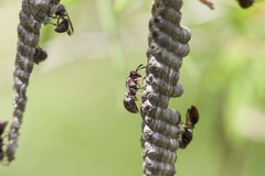 Ropalidia revolutionalis