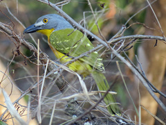 Malaconotus blanchoti
