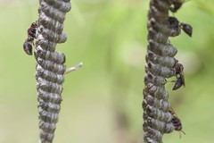 Ropalidia revolutionalis