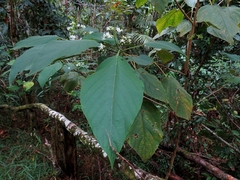 Clerodendrum tracyanum