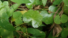 Hydrocotyle ramiflora