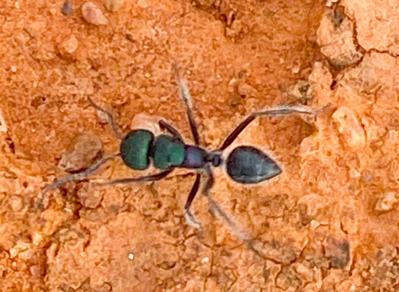 Calomyrmex purpureus smaragdinus